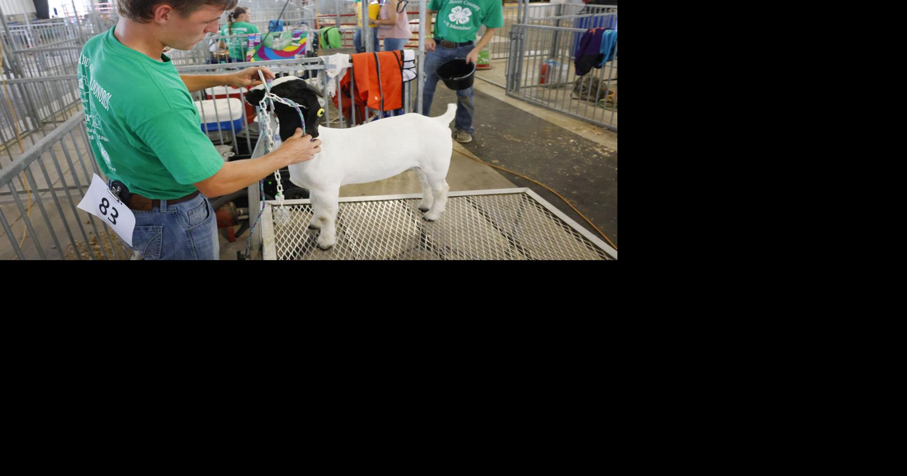Mississippi Valley Fair 4-H FFA livestock beef cattle dairy