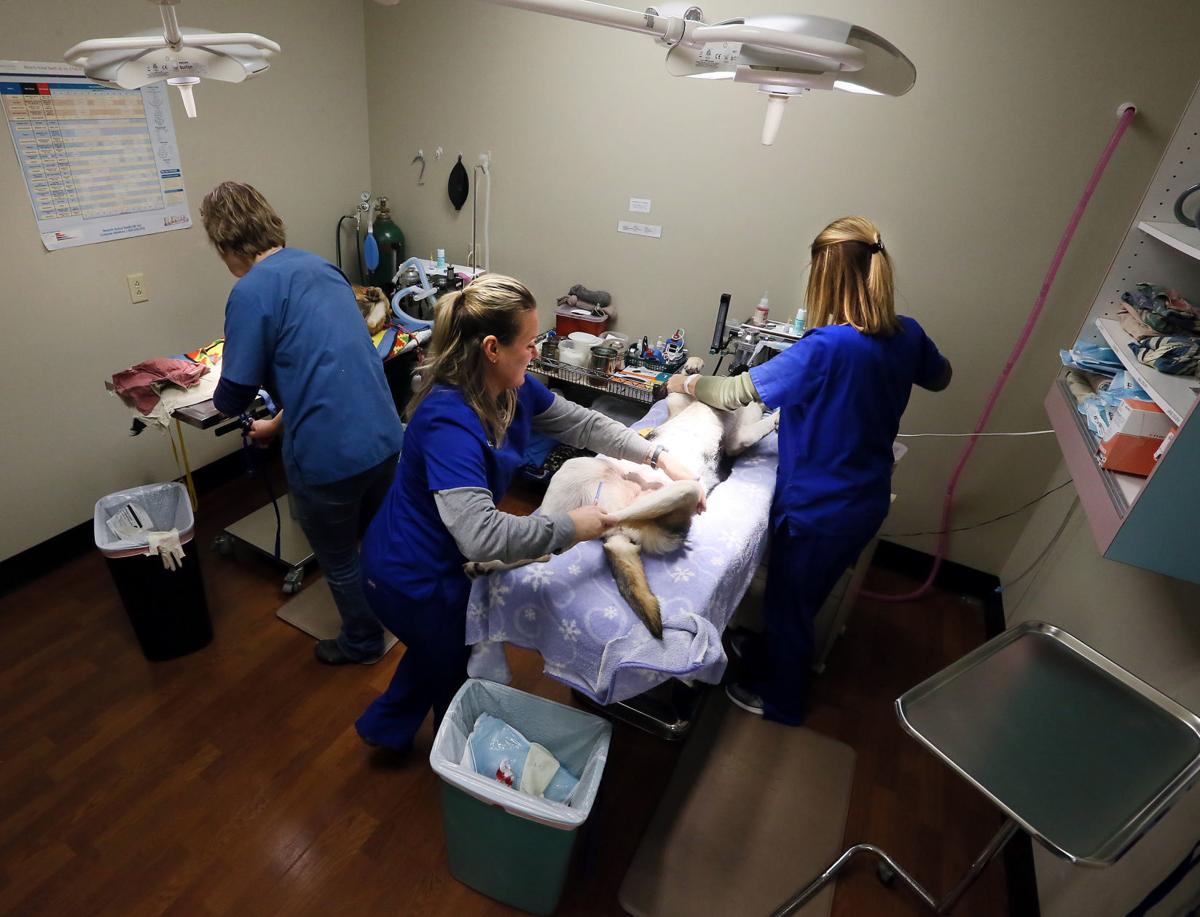 Spaying and neutering, even for skunks and other small critters