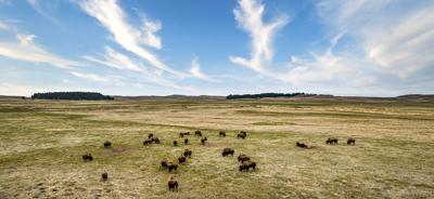 The regenerative Wolakota Buffalo Range brings back bison