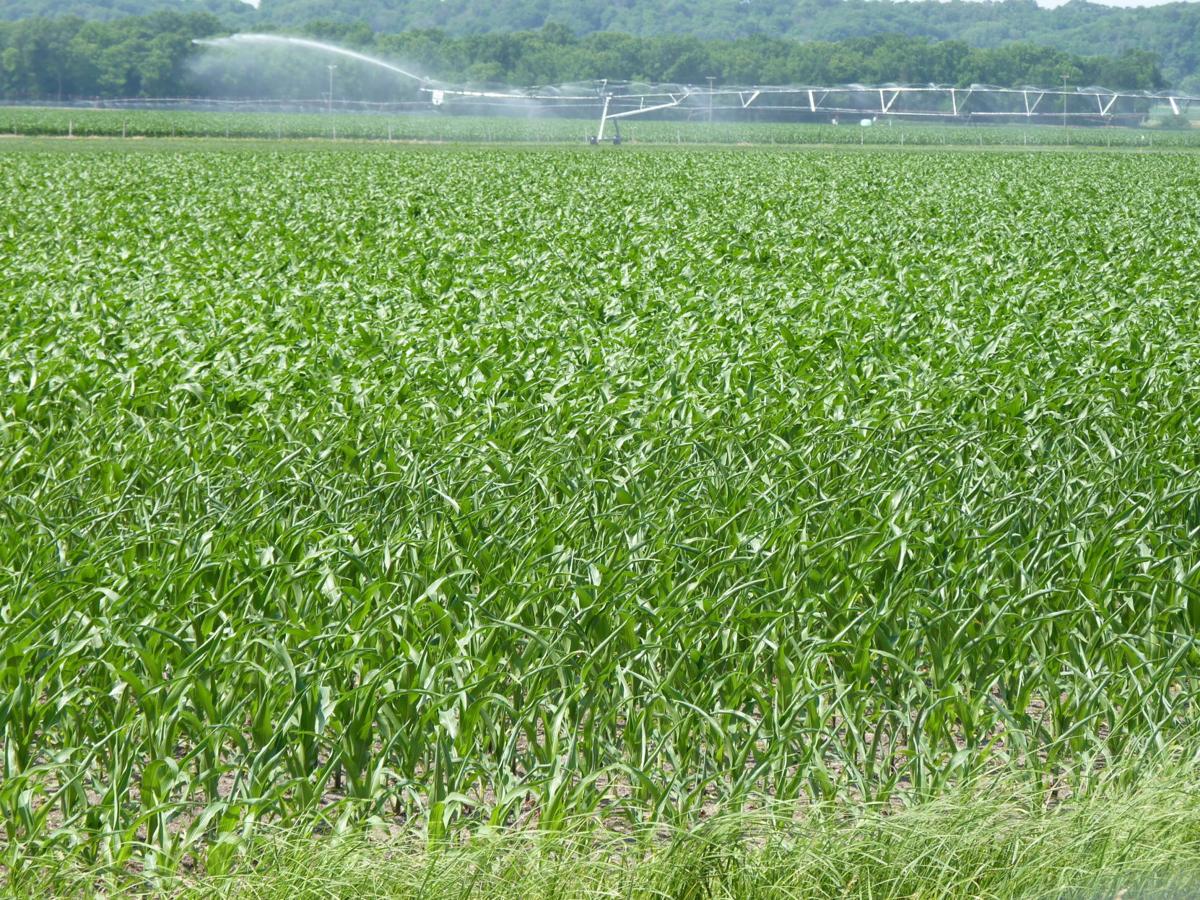 corn