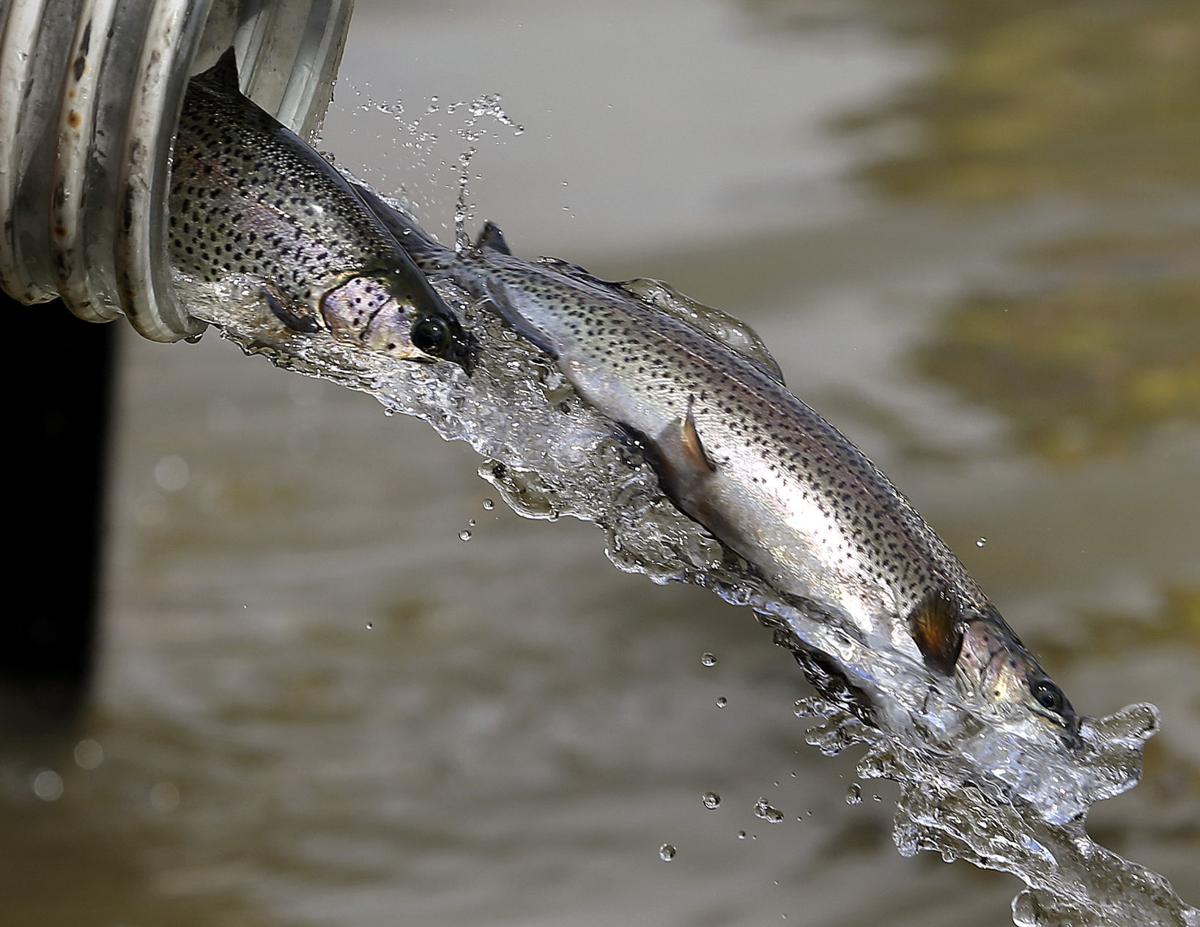 Let the trout fishing begin Iowa DNR releases 2,000 fish into West