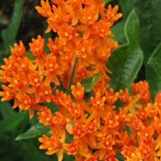 Fall Is Good Time To Plant Native Perennials Home Garden Qctimes Com