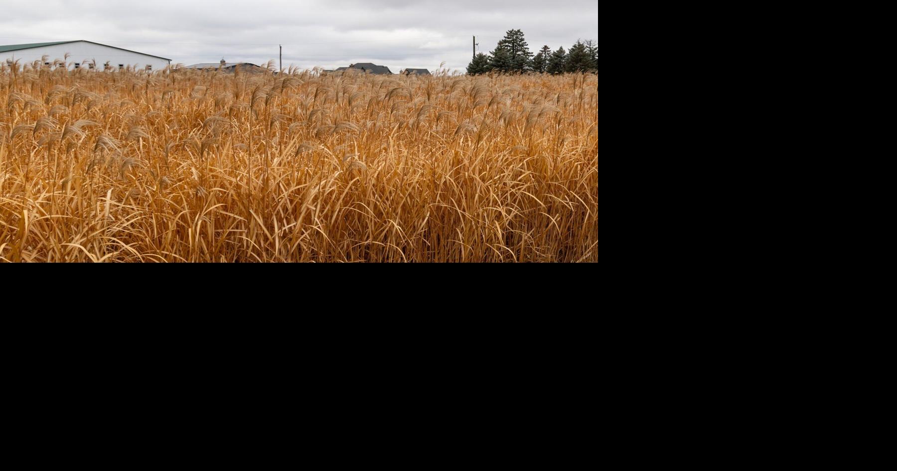 Researchers in Illinois say versatile grass could be used for sustainable fuel, building materials