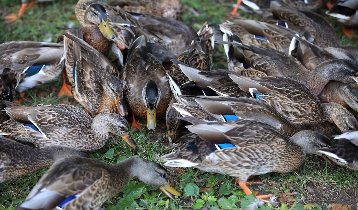 Couple Finds Beauty Relaxation In Tending Davenport Duck Flocks Local News Qctimes Com