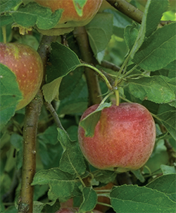 Examining Pollination In Apple Trees Qctimes Com