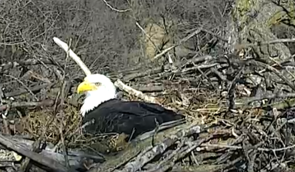 Arconic eagle lays first egg of the season