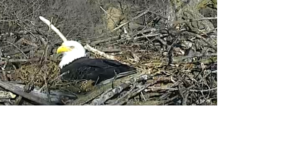 Arconic eagle cam on livestream clearance