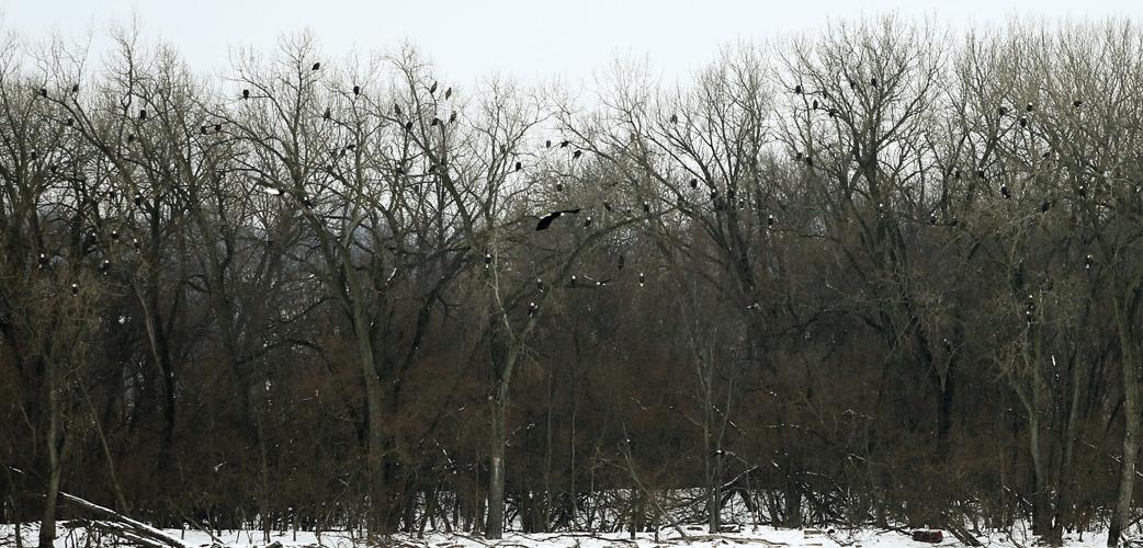 010718-Bald-Eagle-Days-006