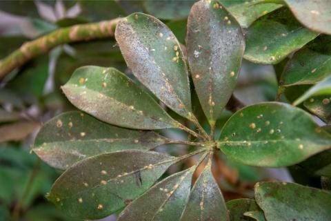 plant with scale