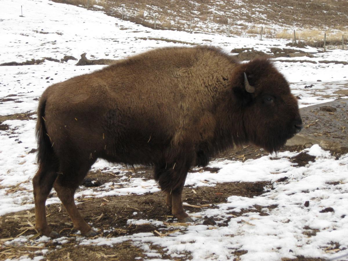 Charlton Backyard Bison Outdoors Qctimes Com