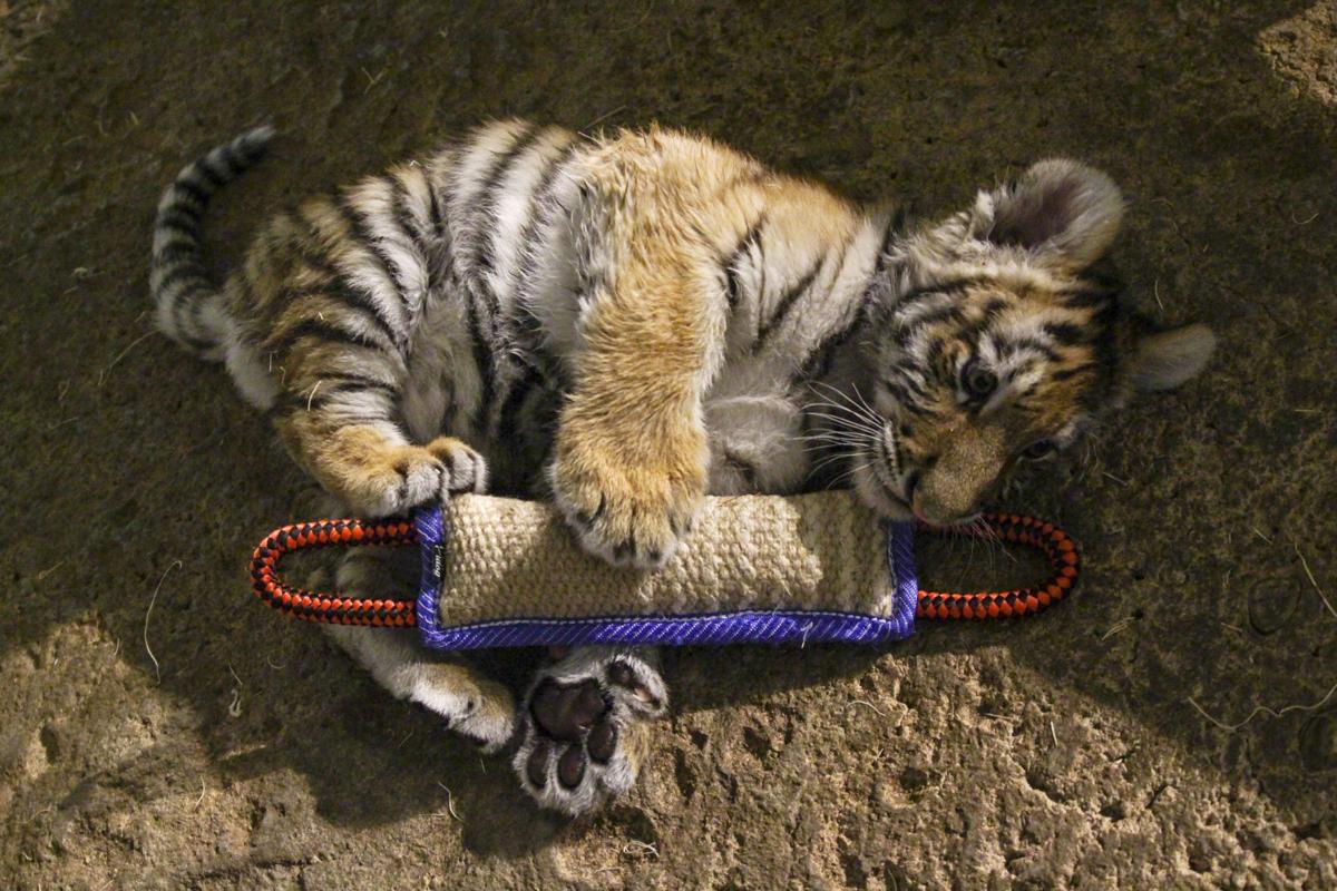 Hand Raised Tiger