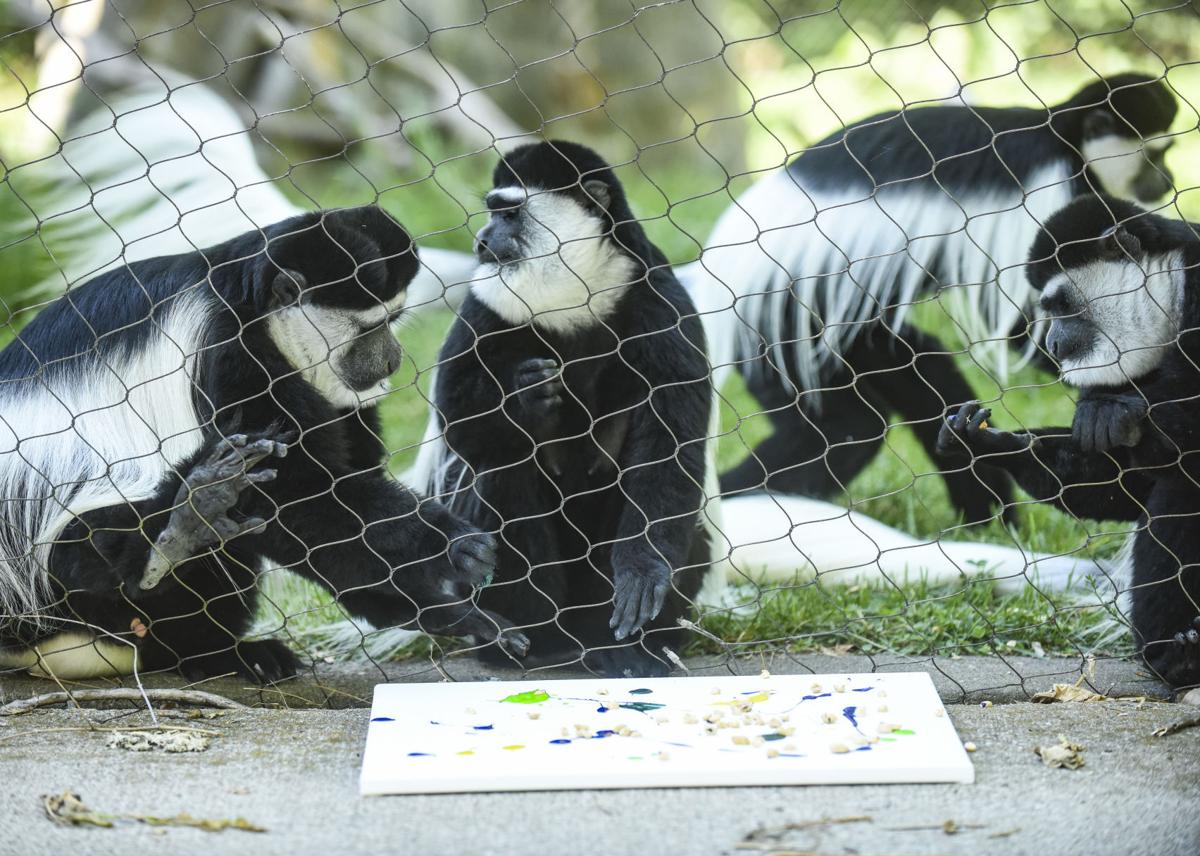 Play Is An Important Part Of Natural Behavior At Niabi Zoo Monkeys Giraffes Even The Snakes Paint And Play Local News Qctimes Com