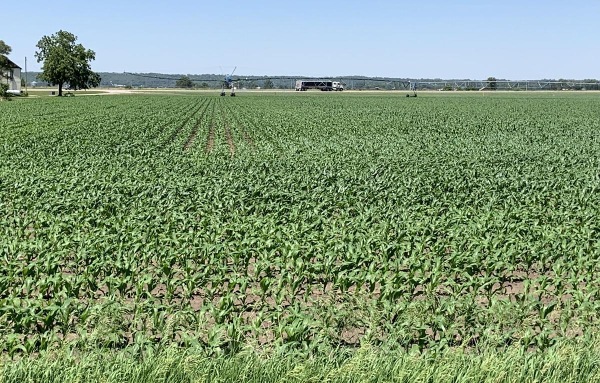 Field