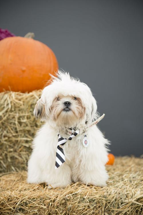 Dogs dress up for Halloween at Coffee Hound in Bettendorf Fun and