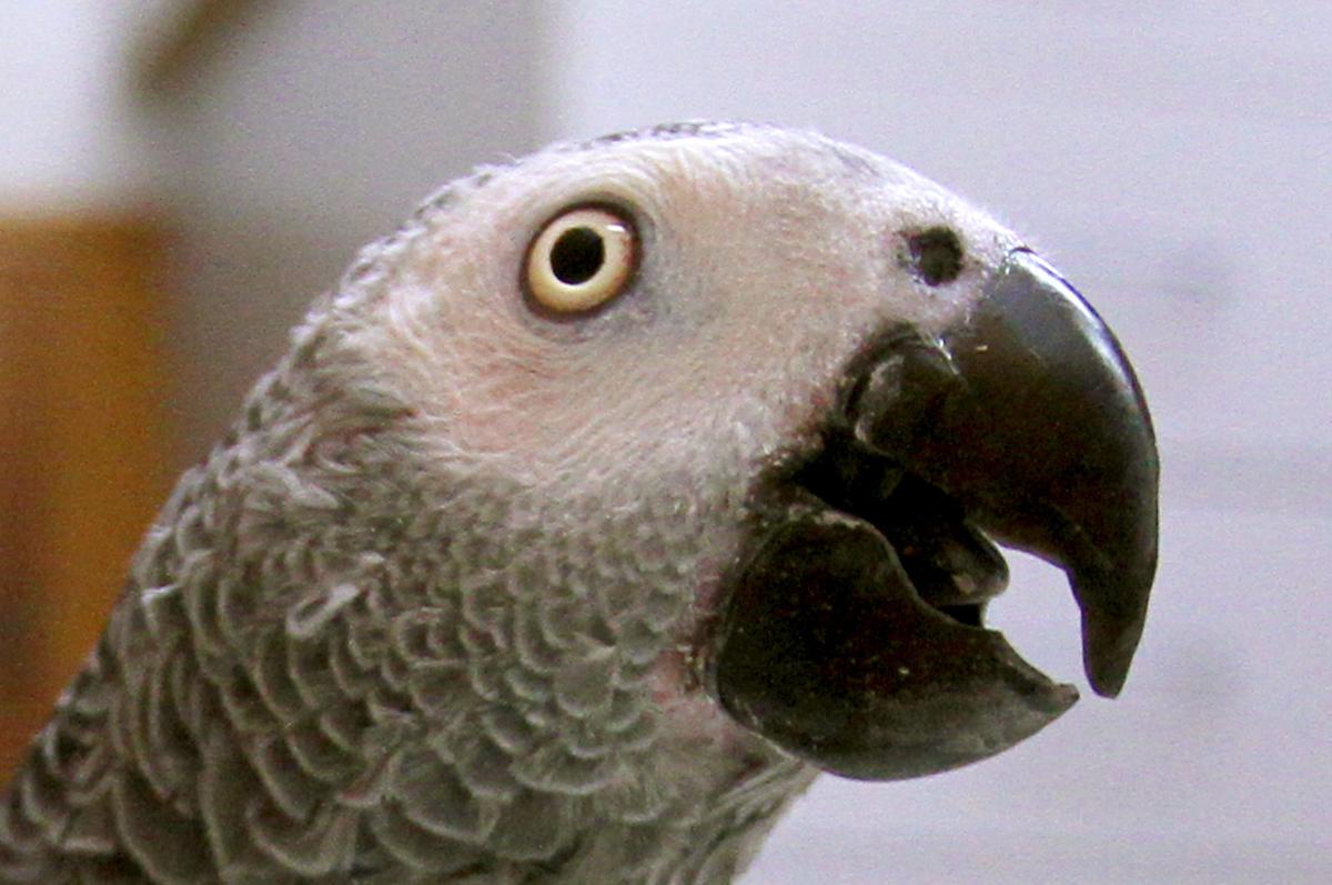 Notes @ Noon: Q-C parrot lovers flock together without a ...