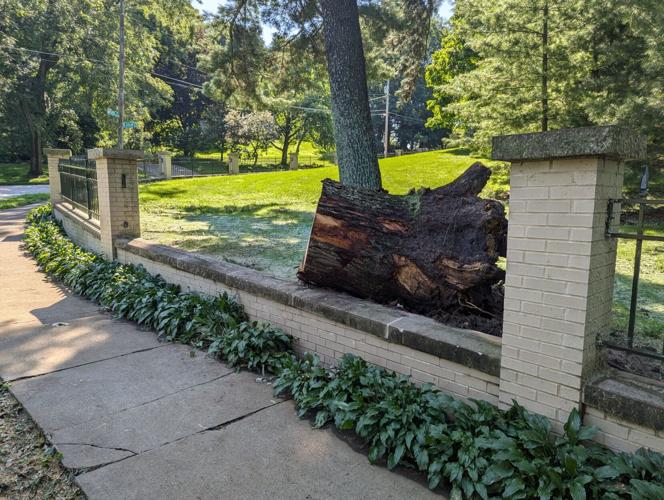 072825-qc-nws-tree