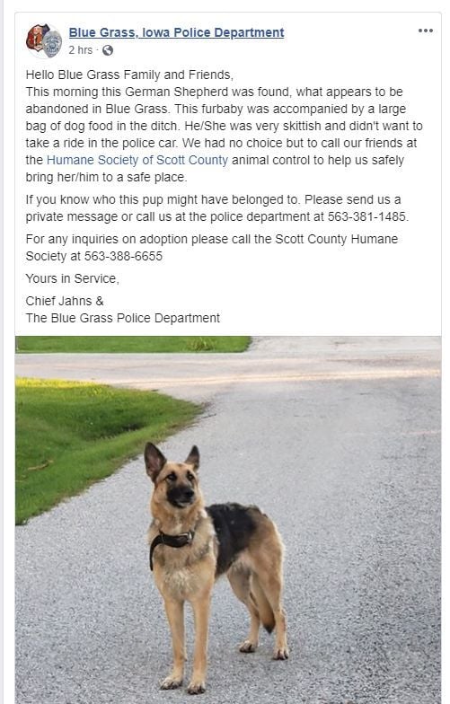 german shepherd puppies quad cities