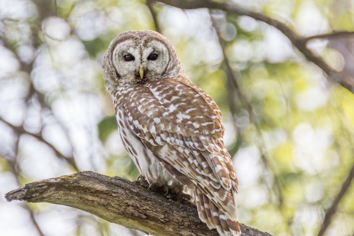 SHANE BROWN: The curious case of the barred owl in the nighttime