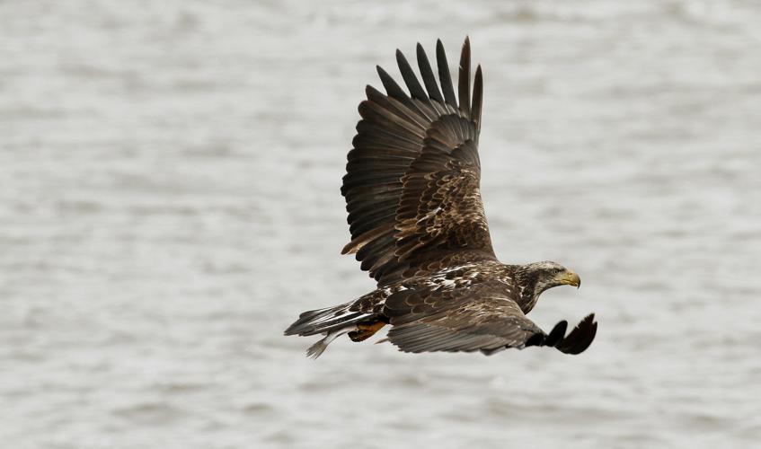 020416-eagles-008