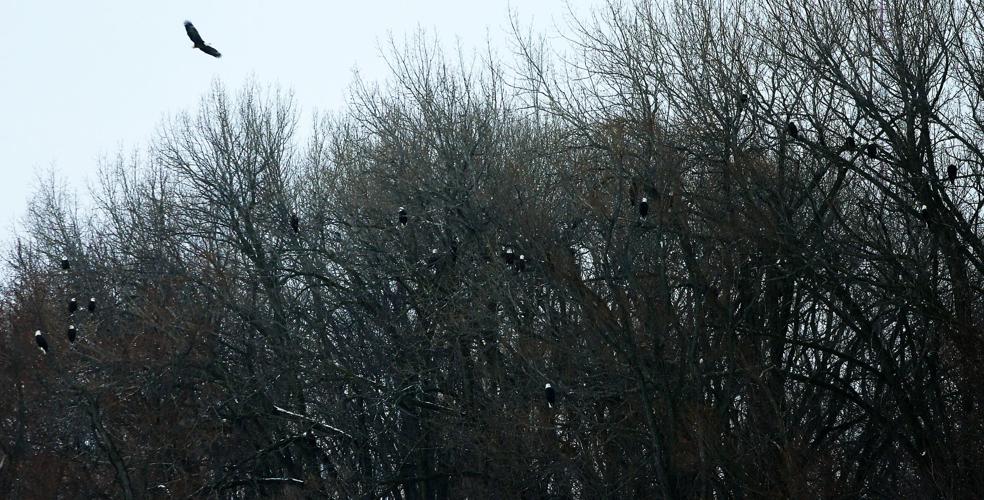 010718-Bald-Eagle-Days-010