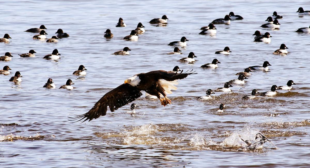 Bald eagle