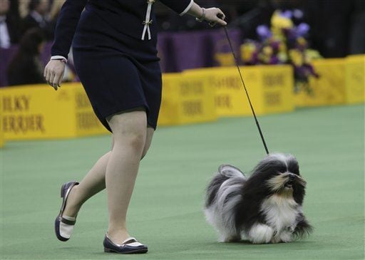westminster dog show havanese