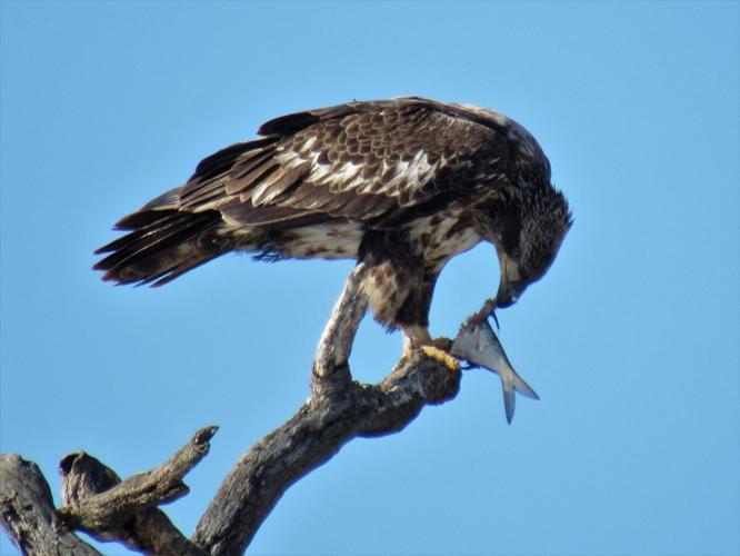 Where to find bald eagles in the QuadCities
