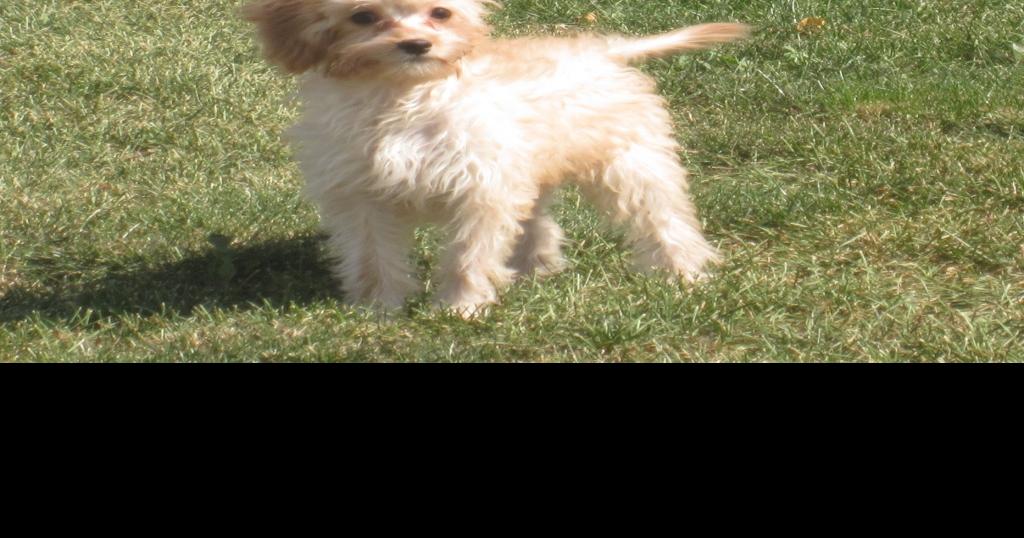 Cavapoo puppies, females and males, up to date on shots a... image 1