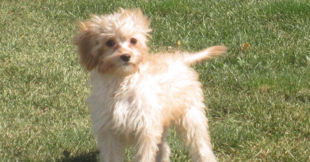 Cavapoo puppies, females and males, up to date on shots a... image 1