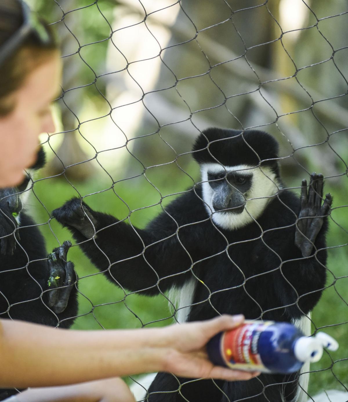 Niabi Monkey Undergoes Groundbreaking Surgery Local News Qctimes Com Niabi Monkey Undergoes Groundbreaking Surgery Local News Qctimes Com