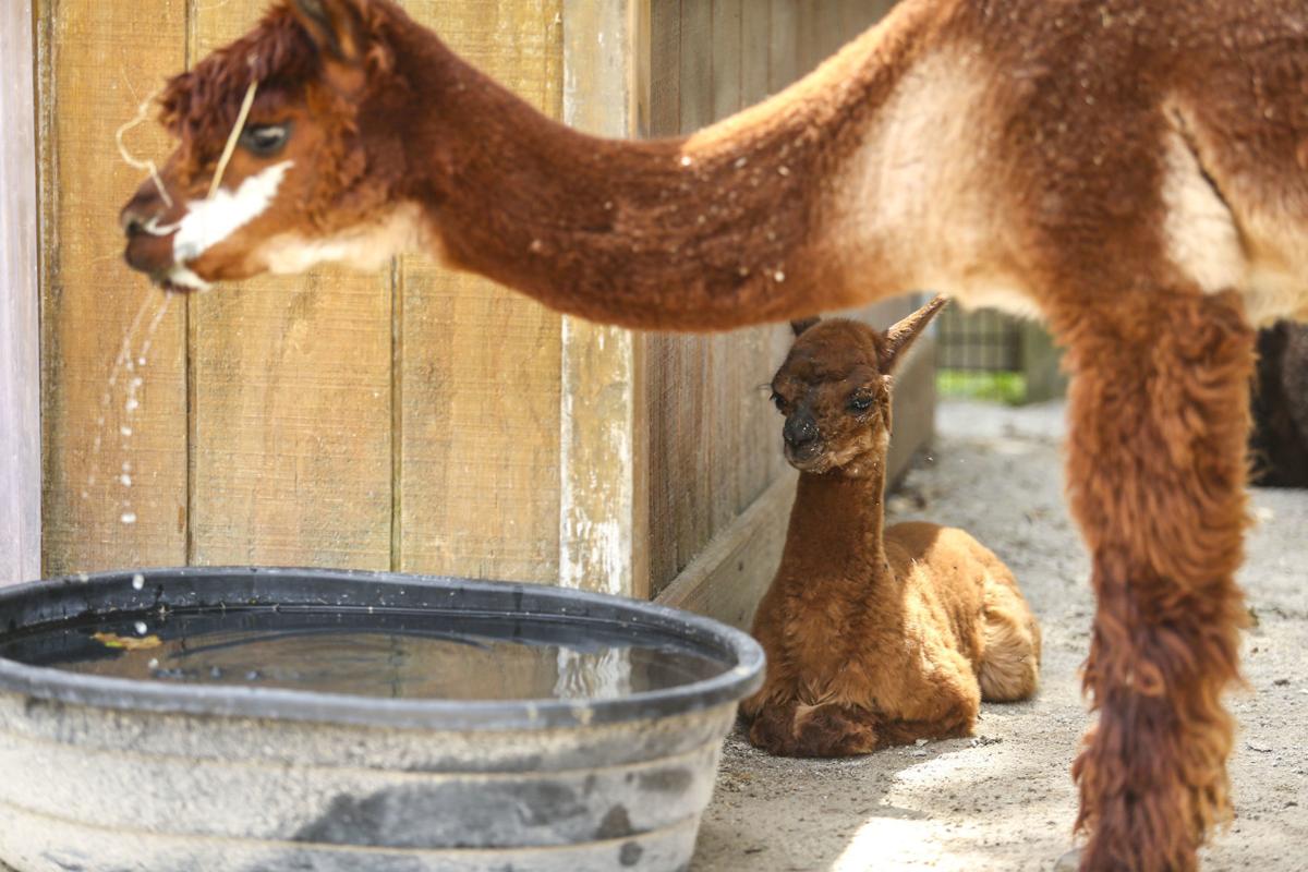 Baby Alpaca Steals Hearts At Niabi Zoo In Coal Valley Local News