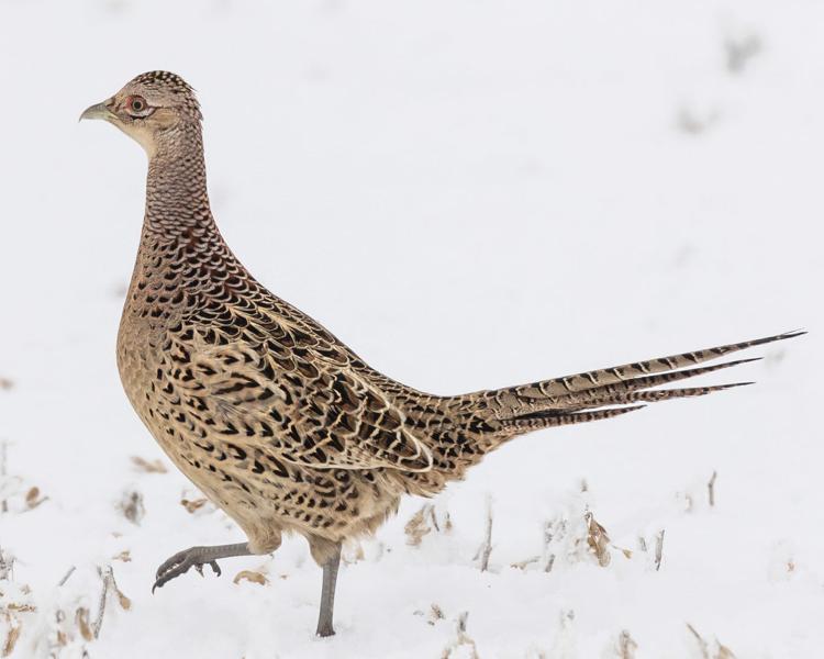 cbc female pheasant