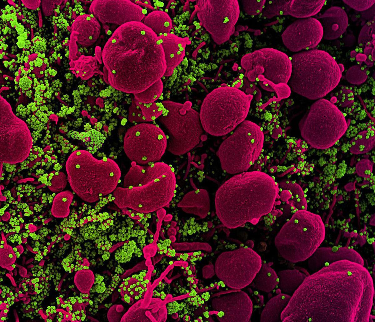 Log Nasting Hybrid immunity offers increased protection that is longer-lasting ...