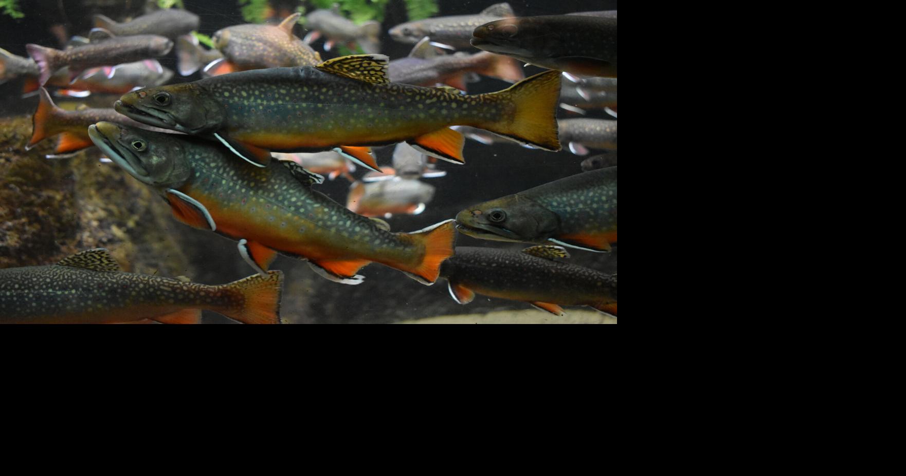 WORLD OUTDOORS Illinois trout season opens