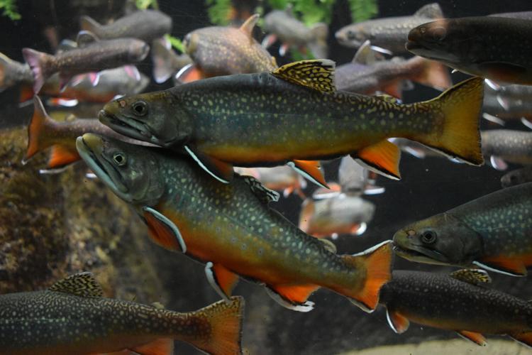 WORLD OUTDOORS: Illinois trout season opens
