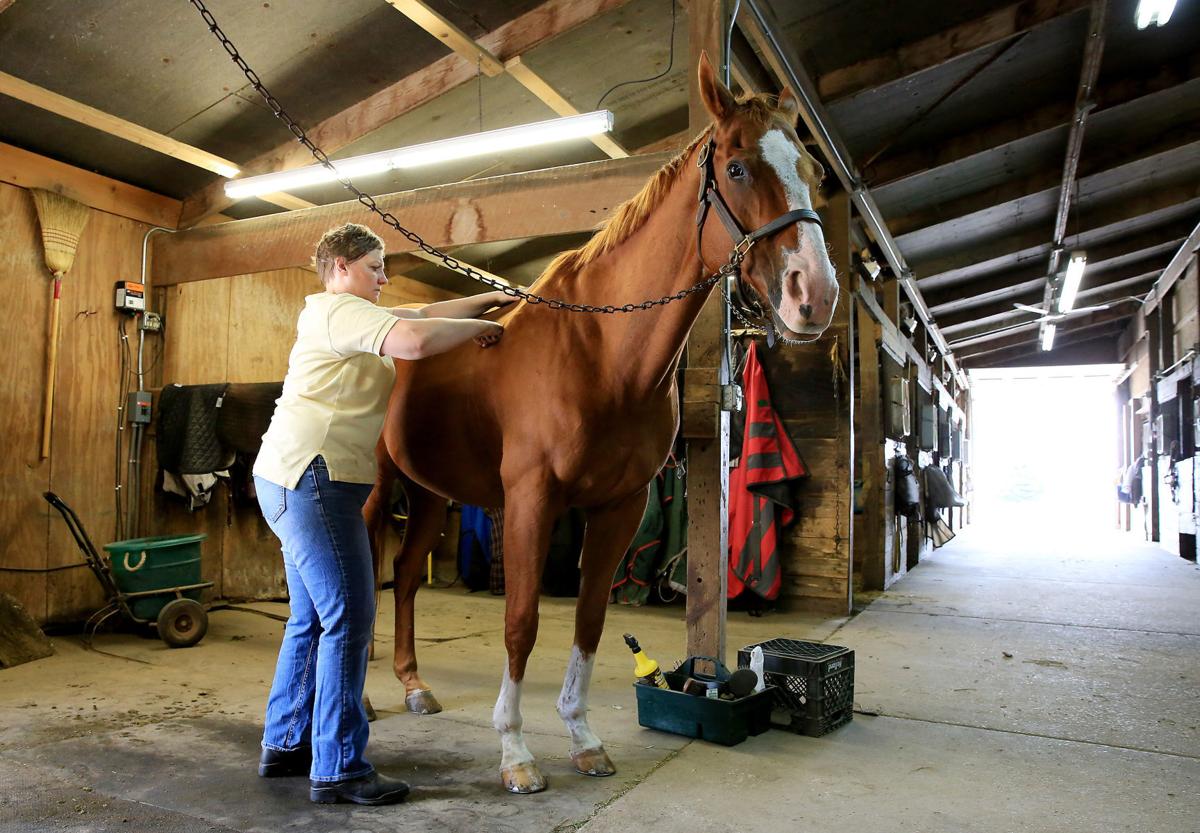 Massage therapist offers therapeutic skills to horses Economy