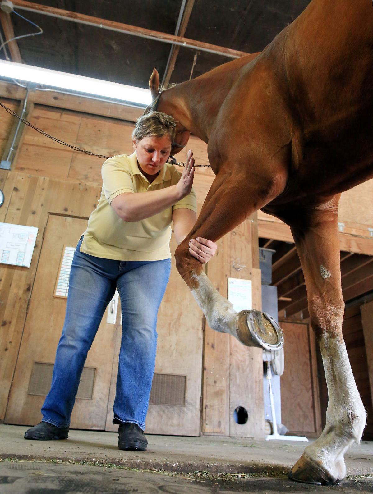 Massage therapist offers therapeutic skills to horses Business