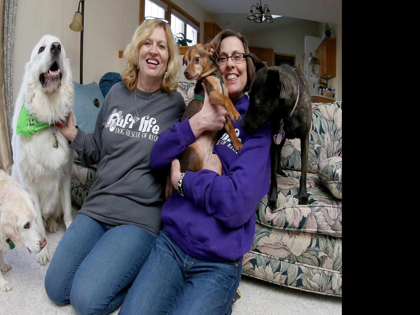 Ickes New Group Now Rescuing Down And Out Dogs Barb Ickes Qctimes Com