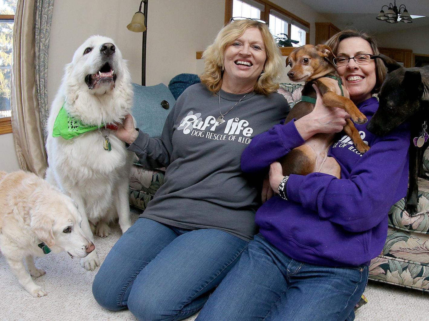 Ickes New Group Now Rescuing Down And Out Dogs Barb Ickes Qctimes Com