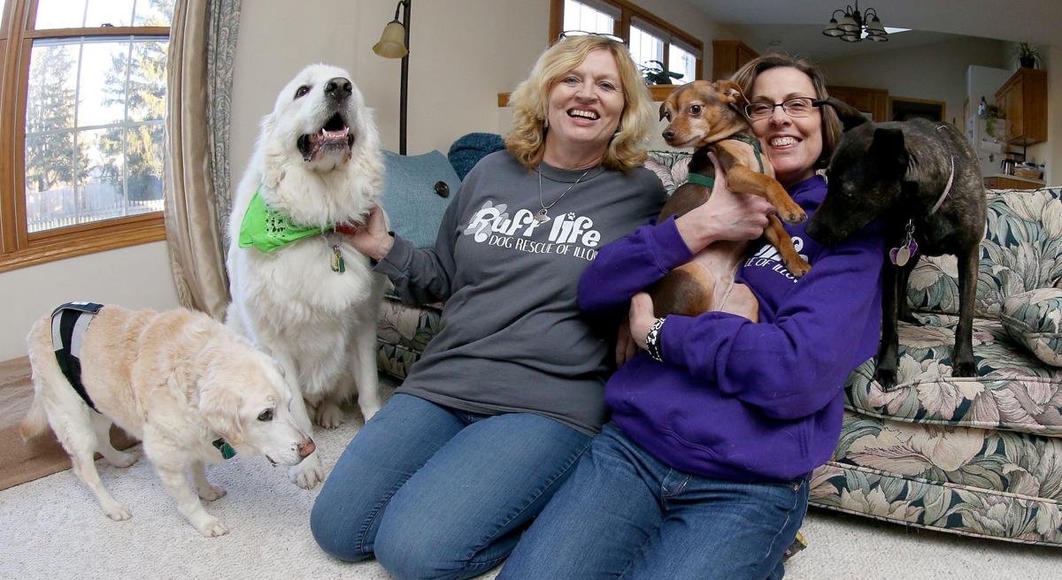 Ickes New group now rescuing downandout dogs