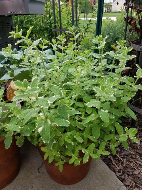 Culinary herbs, mint