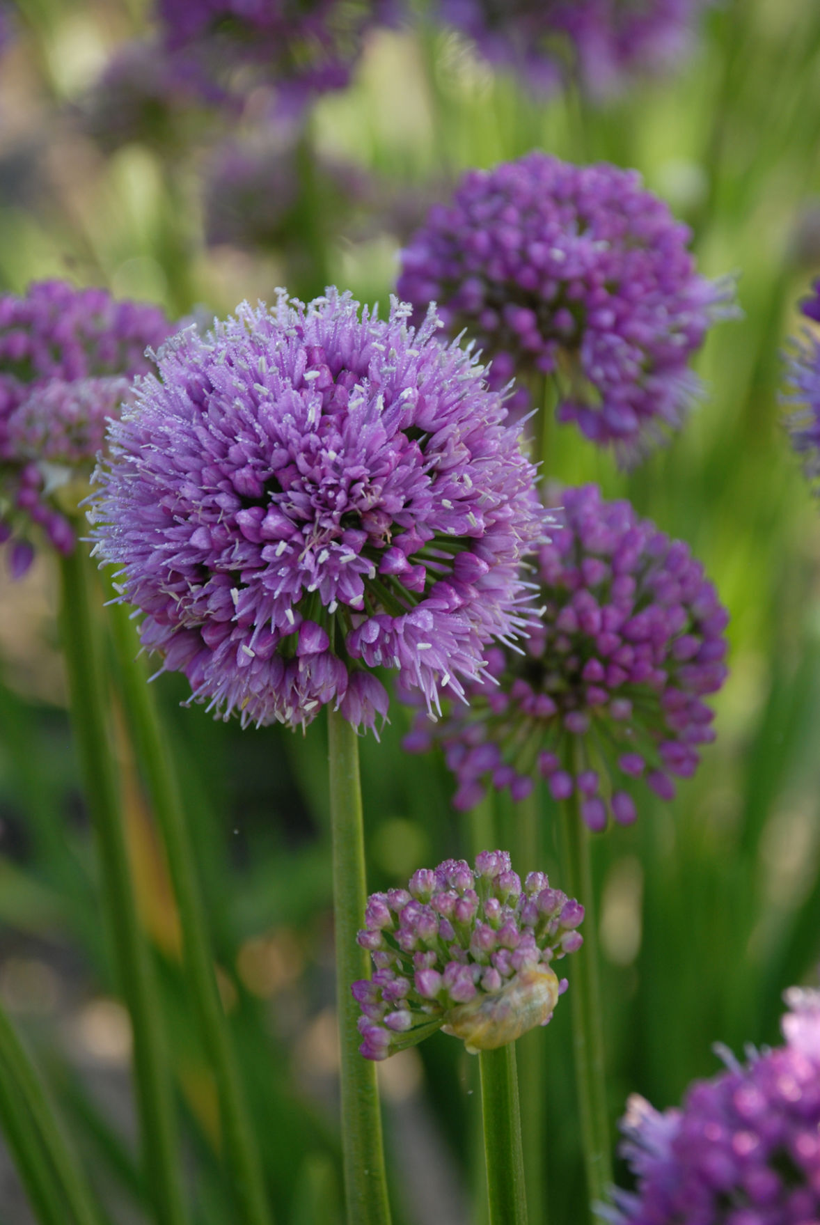 Nine on sale west allium