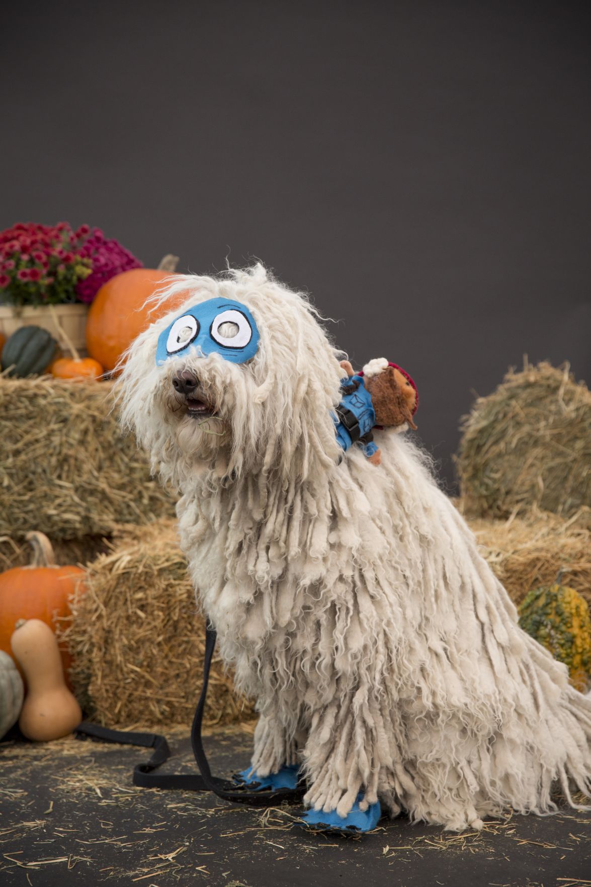 See photos of dogs dressed up as pirates, police officers, vampires for