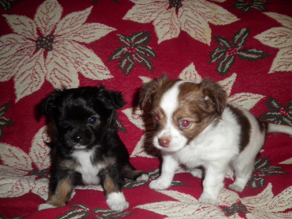 6 week old chihuahua puppies