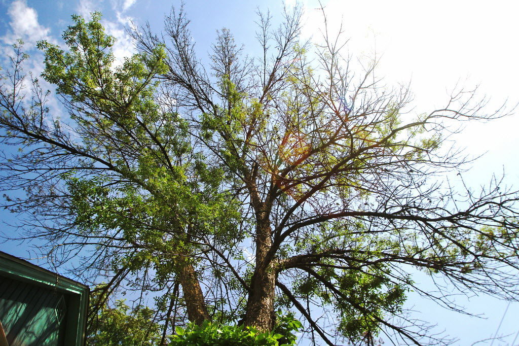 Want to save your ash? Act now Home & Garden
