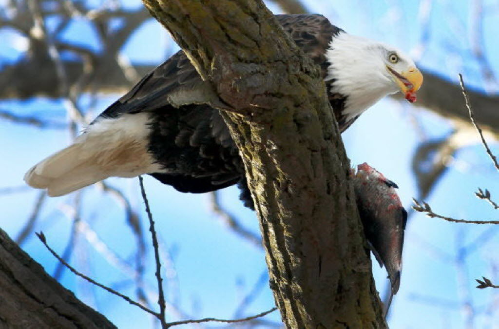 Bald Eagle Days flies into the Quad-Cities | Fun and Entertainment