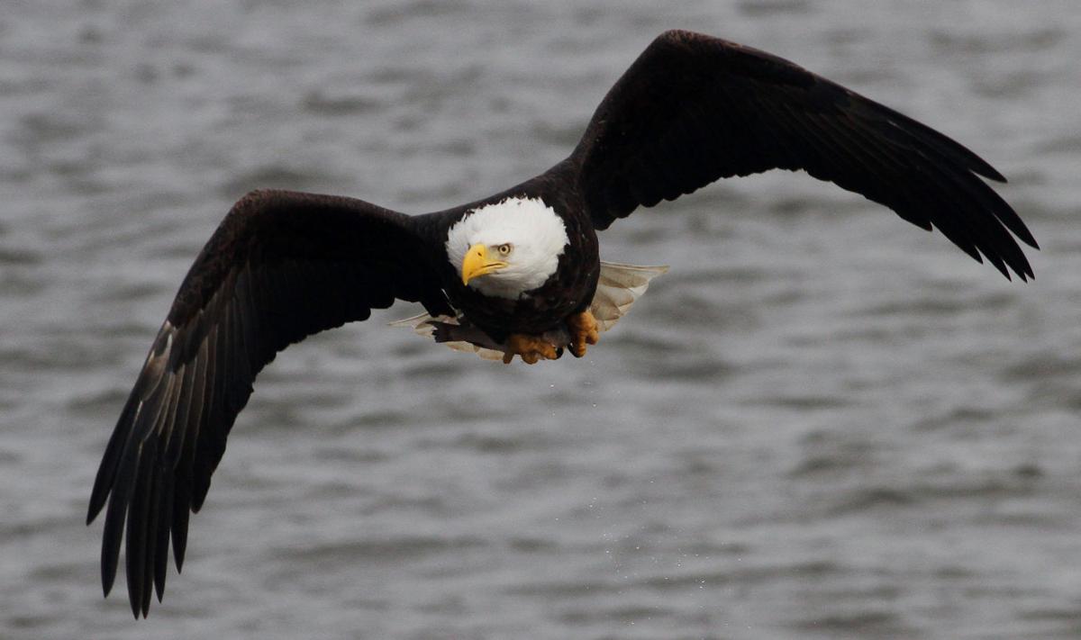 EAGLE GRABS A FISH