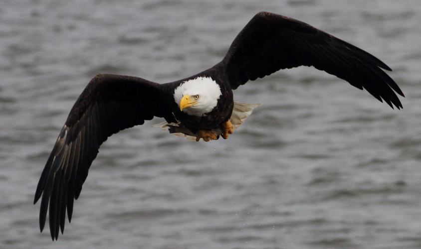 EAGLE GRABS A FISH