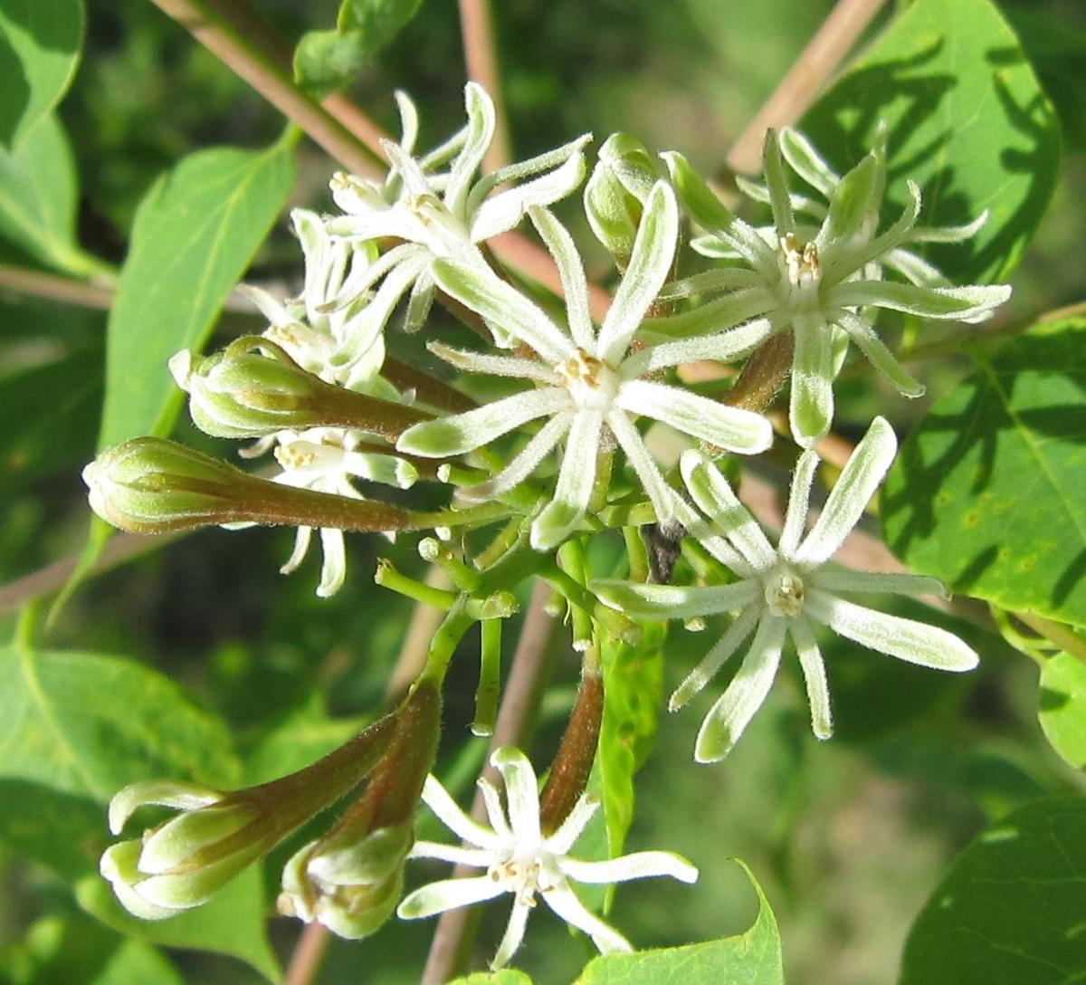 When buying new trees, think beyond maple Home & Garden