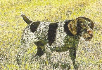 drahthaar dog breed